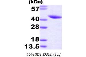 SDS-PAGE (SDS) image for serpin Peptidase Inhibitor, Clade B (Ovalbumin), Member 5 (SERPINB5) (AA 1-375) protein (His tag) (ABIN666772) (SERPINB5 Protein (AA 1-375) (His tag))