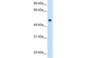 Western Blotting (WB) image for anti-Complement Component 8, beta Polypeptide (C8B) antibody (ABIN2462792) (C8B antibody)