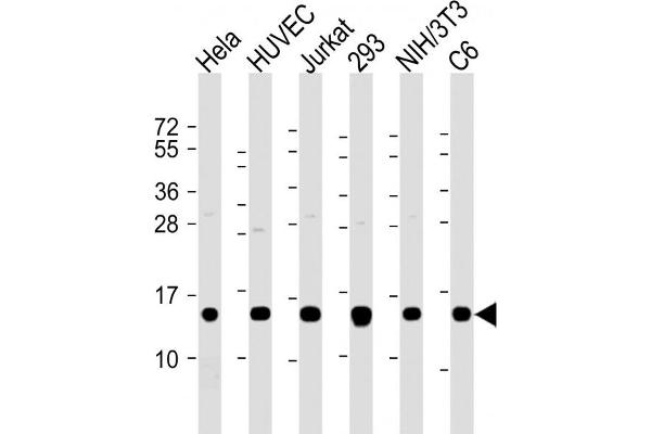 PFN1 antibody  (AA 108-140)