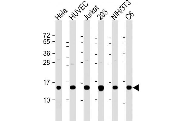 PFN1 抗体  (AA 108-140)