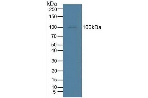IDE antibody  (AA 753-973)