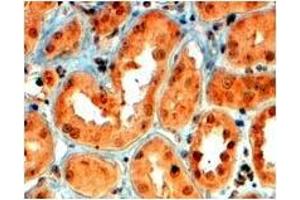 AP23770PU-N SEMA5A antibody staining of paraffin embedded Human Kidney at 4 µg/ml. (SEMA5A antibody  (Internal Region))