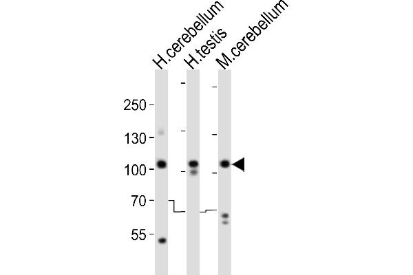 SKOR2 antibody  (C-Term)