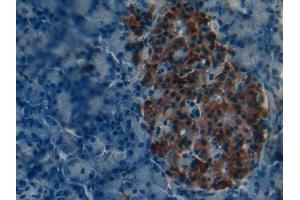IHC-P analysis of Mouse Pancreas Tissue, with DAB staining. (iPLA2 antibody  (AA 481-702))