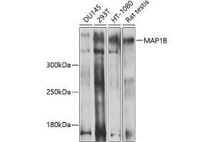 Western blot analysis of extracts of various cell lines, using MB antibody (ABIN1680748, ABIN3017668, ABIN3017669 and ABIN6220205) at 1:1000 dilution. (MAP1B antibody  (AA 1820-2100))
