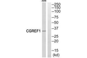 Western blot analysis of extracts from A549 cells, using CGREF1 antibody. (CGREF1 antibody  (C-Term))
