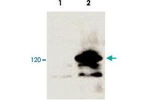 Western blot analysis of 293 cells transfected with a lacZ-V5-tagged vector (Lane 2) and untransfected control (Lane 1). (V5 Epitope Tag antibody  (AA 95-108))