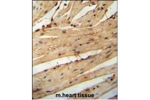 LARP6 antibody (N-term) (ABIN654784 and ABIN2844464) immunohistochemistry analysis in formalin fixed and paraffin embedded mouse heart tissue followed by peroxidase conjugation of the secondary antibody and DAB staining. (LARP6 antibody  (N-Term))