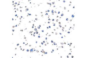 Immunocytochemistry (ICC) image for anti-CD28 (CD28) (AA 170-220) antibody (ABIN7455122) (Recombinant CD28 antibody  (AA 170-220))