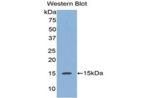 Western Blotting (WB) image for anti-Regenerating Islet-Derived 3 alpha (REG3A) (AA 40-164) antibody (ABIN3201756)