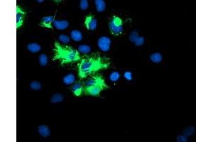 Image no. 1 for anti-Tripartite Motif Containing 9 (TRIM9) (AA 284-669) antibody (ABIN1491328) (TRIM9 antibody  (AA 284-669))
