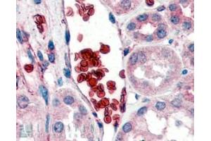 ABIN185486 (2µg/ml) staining of paraffin embedded Human Kidney.