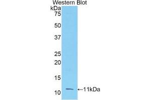 Western blot analysis of the recombinant protein. (FGF3 antibody  (AA 154-232))