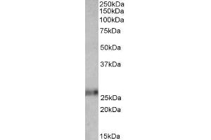 ABIN571256 (0. (Ephrin A1 antibody  (Internal Region))