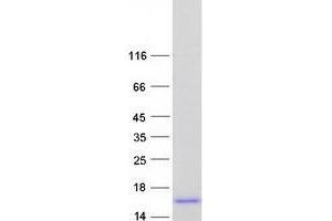 Validation with Western Blot (NFE4 Protein (Myc-DYKDDDDK Tag))