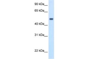 Western Blotting (WB) image for anti-Methionine Adenosyltransferase I, alpha (MAT1A) antibody (ABIN2462397) (MAT1A antibody)