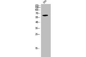 Western Blot analysis of 293 cells using Phospho-Krs-1/2 (T183) Polyclonal Antibody (STK3,STK4 (pThr183) antibody)