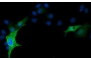 Anti-RND1 mouse monoclonal antibody (ABIN2453601) immunofluorescent staining of COS7 cells transiently transfected by pCMV6-ENTRY RND1 (RC205535). (RND1 antibody)