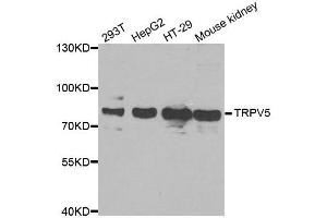 Western blot analysis of extracts of various cell lines, using TRPV5 antibody. (TRPV5 antibody)