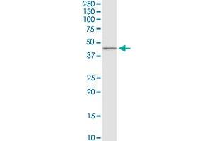 CD5L MaxPab rabbit polyclonal antibody. (CD5L antibody  (AA 1-347))
