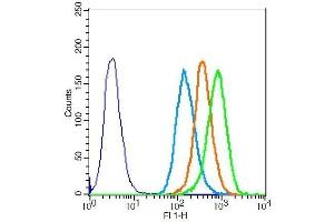 MCF-7 cells probed with Rabbit Anti-CDK1 Polyclonal Antibody . (CDK1 antibody  (AA 201-297))