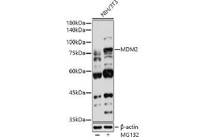 Western Blotting (WB) image for anti-Mdm2, p53 E3 Ubiquitin Protein Ligase Homolog (Mouse) (MDM2) (AA 130-230) antibody (ABIN3020951)