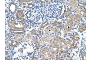SARDH antibody was used for immunohistochemistry at a concentration of 4-8 ug/ml to stain Epithelial cells of renal tubule (arrows) in Human Kidney. (SARDH antibody  (Middle Region))
