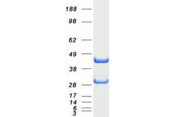 EEF1B2 Protein (Transcript Variant 1) (Myc-DYKDDDDK Tag)