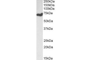 Western Blotting (WB) image for anti-Histone Deacetylase 1 (HDAC1) (C-Term) antibody (ABIN5539534)