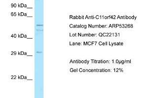 Western Blotting (WB) image for anti-Chromosome 11 Open Reading Frame 42 (C11ORF42) (C-Term) antibody (ABIN2785318) (C11ORF42 antibody  (C-Term))