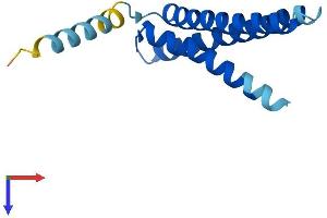 AlphaFold protein structure predicition of Human Recombinant TMEM170B Protein, UniprotID Q5T4T1 (TMEM170B Protein (AA 1-132) (His tag))