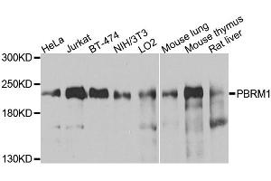 Western blot analysis of extracts of various cell lines, using PBRM1 antibody. (Polybromo 1 antibody)