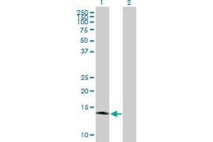 Western Blot analysis of IFITM1 expression in transfected 293T cell line by IFITM1 MaxPab polyclonal antibody. (IFITM1 antibody  (AA 1-125))