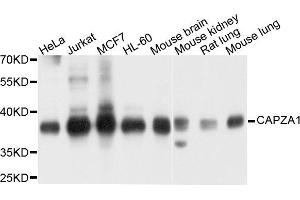 Western blot analysis of extract of various cells, using CAPZA1 antibody. (CAPZA1 antibody)