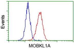 Flow cytometric Analysis of Hela cells, using anti-MOBKL1A antibody (ABIN2453312), (Red), compared to a nonspecific negative control antibody (TA50011), (Blue).