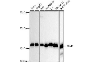 RBM3 antibody
