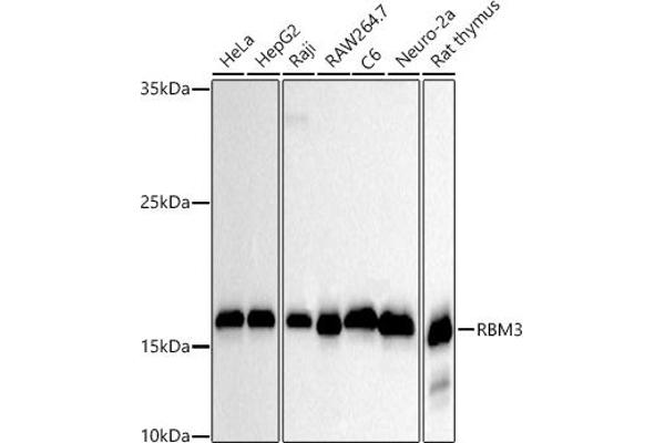 RBM3 抗体