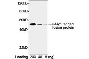 Image no. 1 for anti-Myc Tag antibody (HRP) (ABIN294583) (Myc Tag antibody  (HRP))