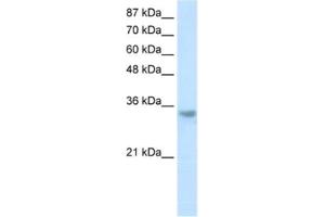 Western Blotting (WB) image for anti-Ribonuclease H2, Subunit A (RNASEH2A) antibody (ABIN2462213) (RNASEH2A antibody)