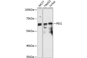 Western blot analysis of extracts of various cell lines, using PES1 antibody (ABIN7269255) at 1:3000 dilution. (PES1 antibody  (AA 1-150))