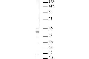 Histone macroH2A1 pAb tested by Western blot. (Histone MroH2A1 (N-Term) antibody)