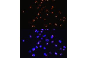 Immunofluorescence analysis of C6 cells using SUMO1 Rabbit mAb  at dilution of 1:100 (40x lens). (SUMO1 antibody)