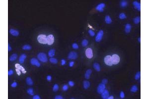 Transfected cell immunofluorescence: COS cells expressing Myc-tagged human Haspin. (GSG2 antibody  (AA 1-798))