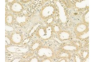 ABIN6265134 and ABIN6279126 at 1/100 staining human normal kidney tissue by IHC-P.