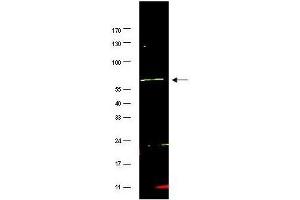 Western blot using  affinity purified anti-FANCG antibody shows detection of a band at ~69 kDa (arrowhead) corresponding to FANCG present in a HeLa whole cell lysate. (FANCG antibody  (AA 1-12))