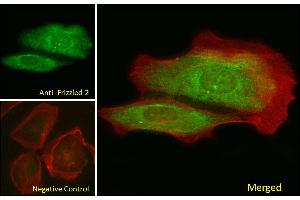 ABIN302136 Immunofluorescence analysis of paraformaldehyde fixed U2OS cells, permeabilized with 0. (FZD2 antibody  (Internal Region))