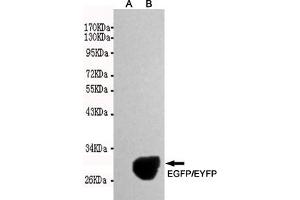 Western blot detection of EGFP/EYFP expression in Rosetta E. (eGFP antibody)