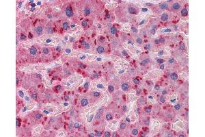 Anti-APOA2 antibody IHC of human liver. (APOA2 antibody  (AA 1-100))