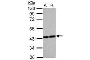 Image no. 1 for anti-Heme Oxygenase (Decycling) 2 (HMOX2) (AA 24-316) antibody (ABIN1498684) (HMOX2 antibody  (AA 24-316))