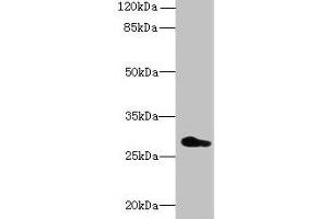 Western blot All lanes: REEP4 antibody at 0. (Receptor Accessory Protein 4 antibody  (AA 78-257))